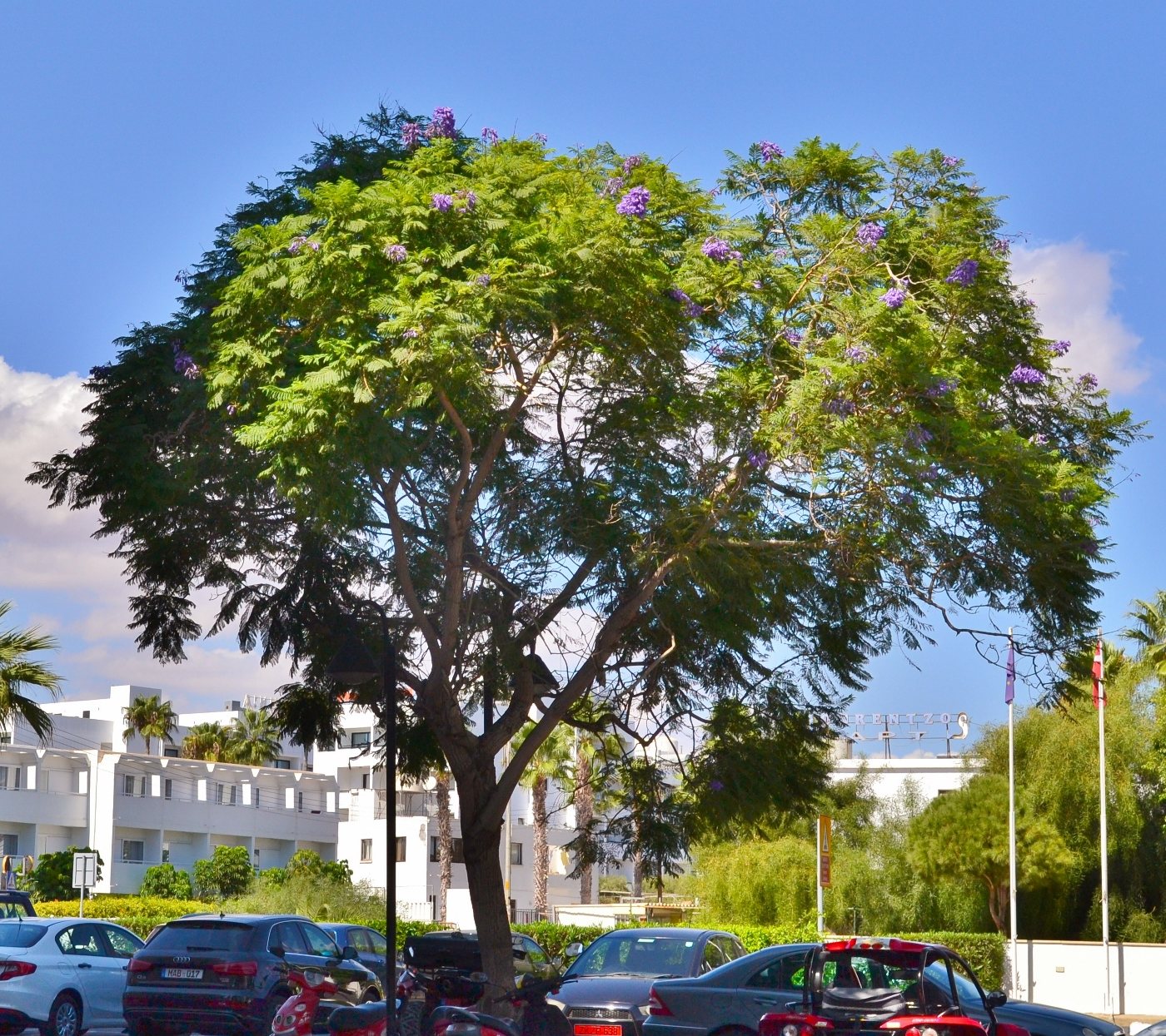 Image of Jacaranda mimosifolia specimen.