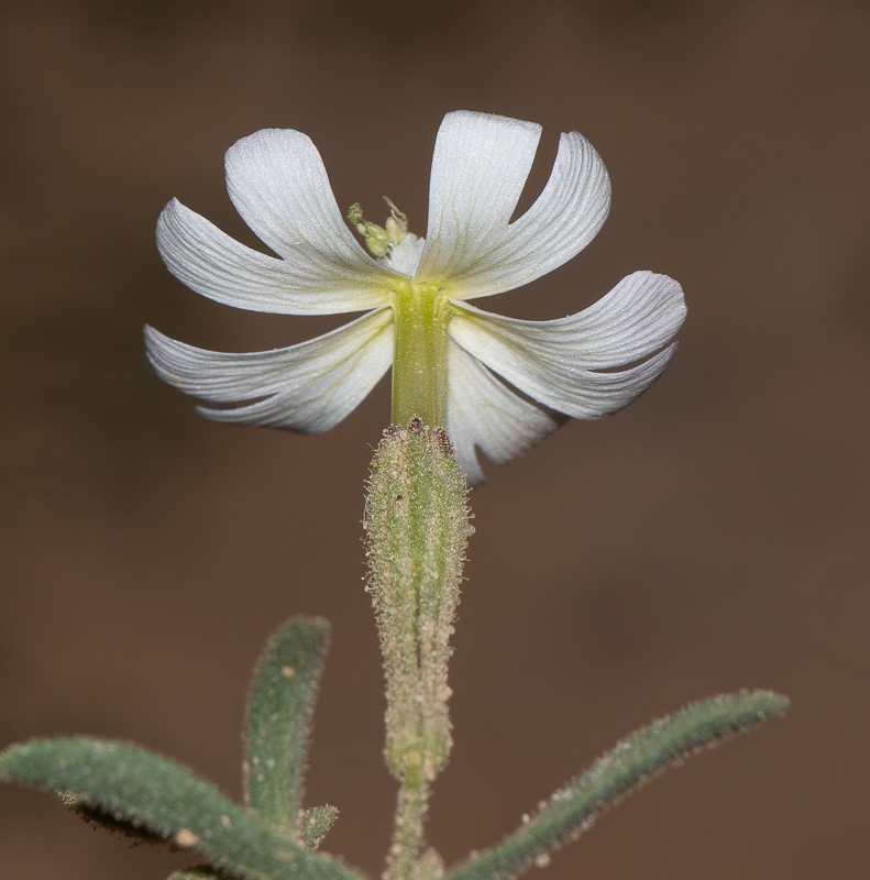 Изображение особи Silene villosa.