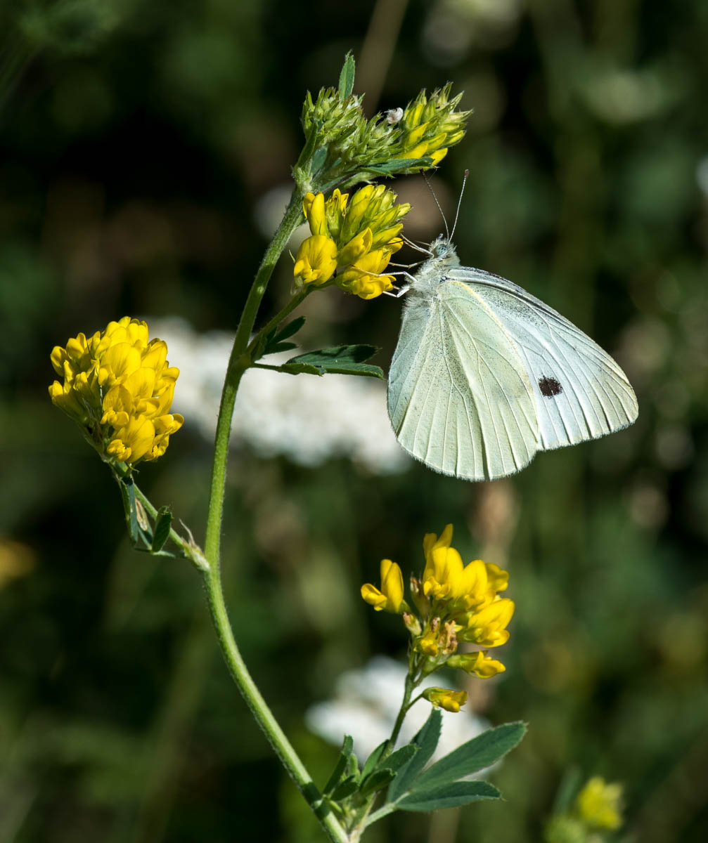 Image of Medicago falcata specimen.