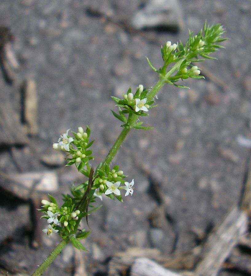 Image of Galium humifusum specimen.