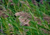 Phragmites australis. Верхушка побега с соплодием. Челябинская обл., Аргаяшский р-н, берег оз. Увильды, у воды. 04.08.2019.