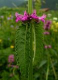 Betonica officinalis