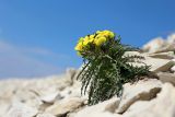 Erysimum callicarpum