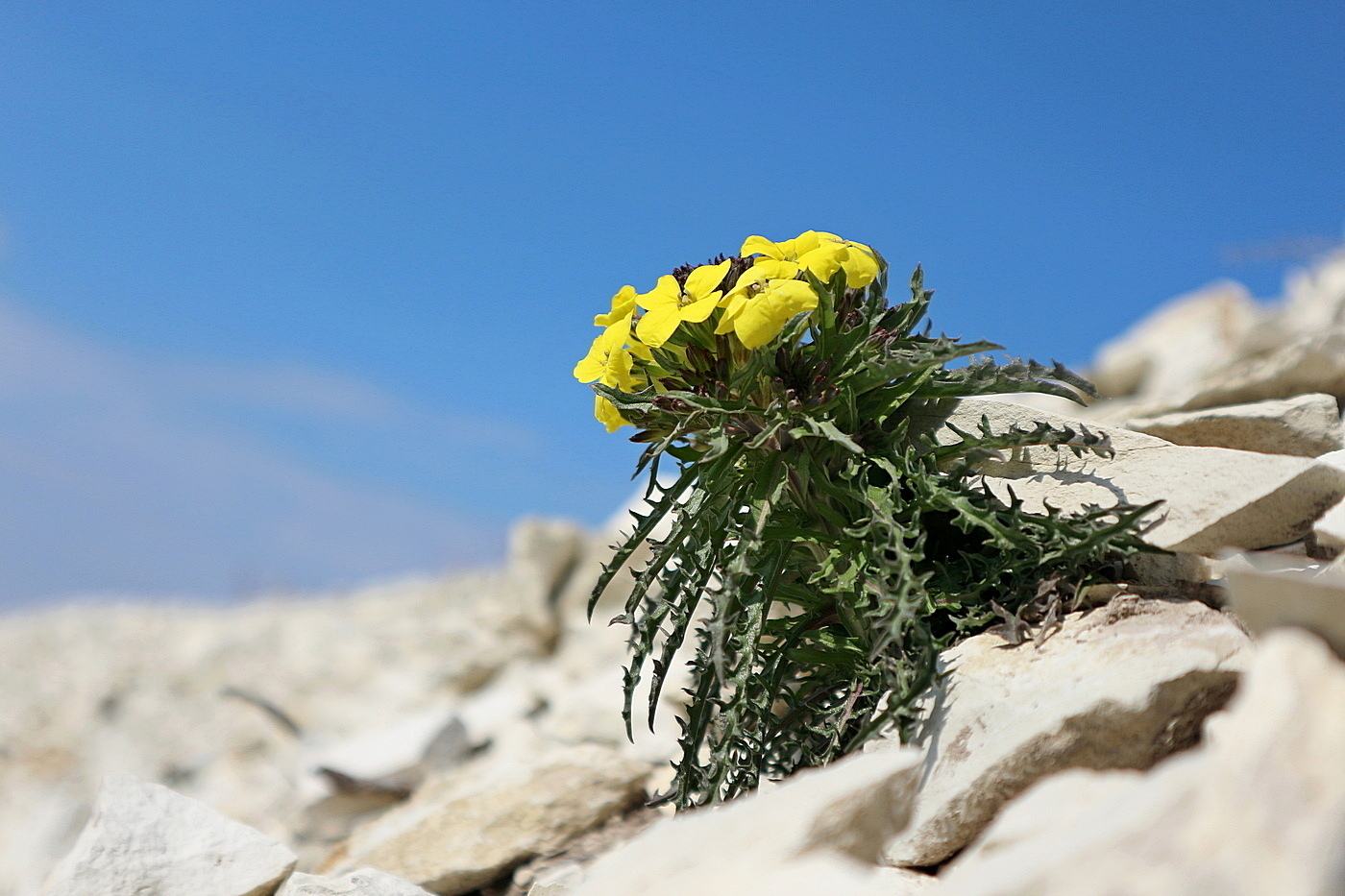 Изображение особи Erysimum callicarpum.