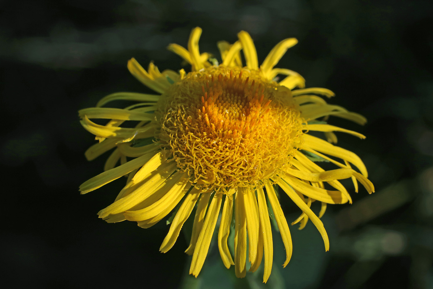 Image of Inula britannica specimen.