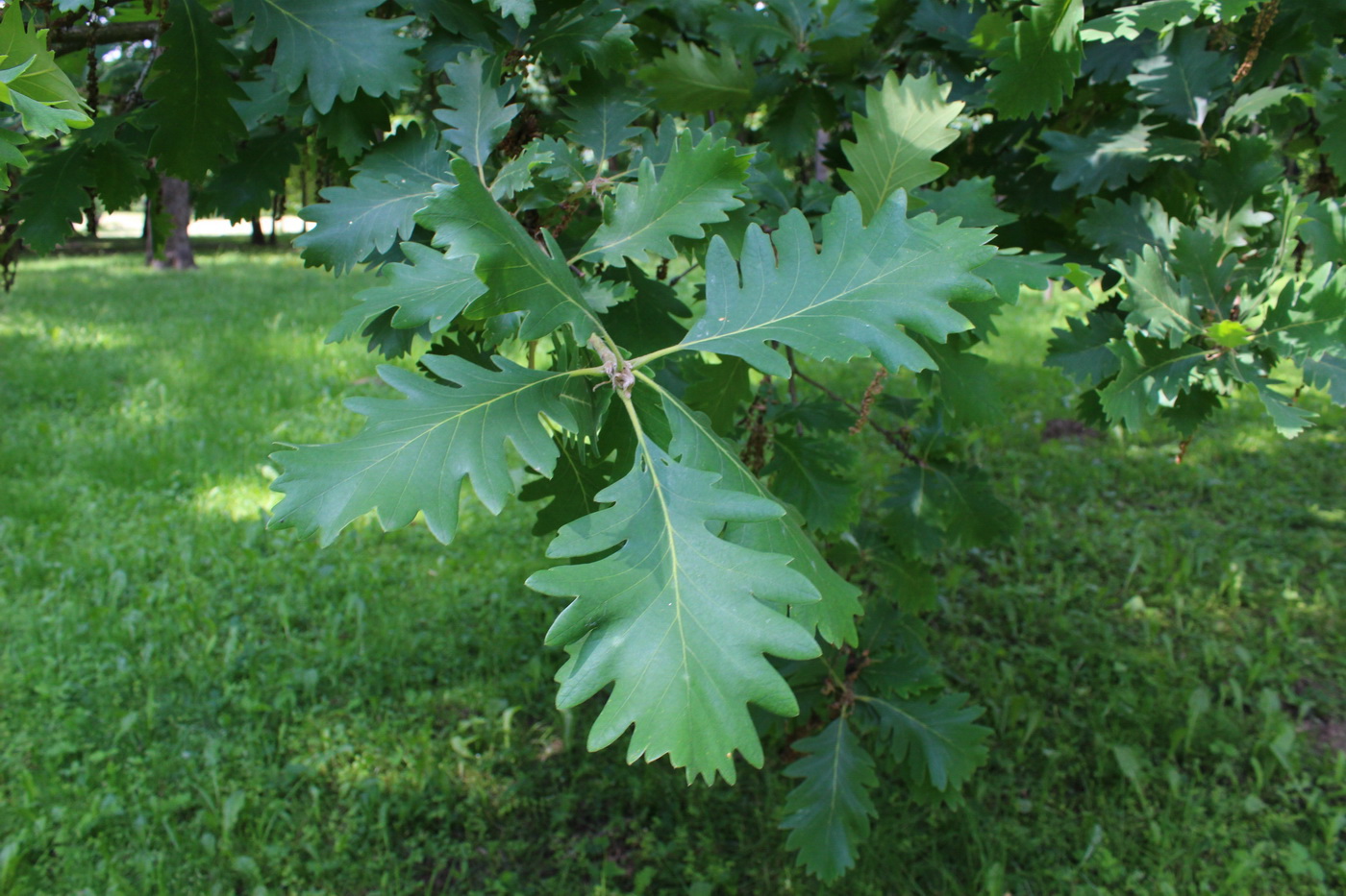 Изображение особи род Quercus.