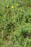 Potentilla longifolia