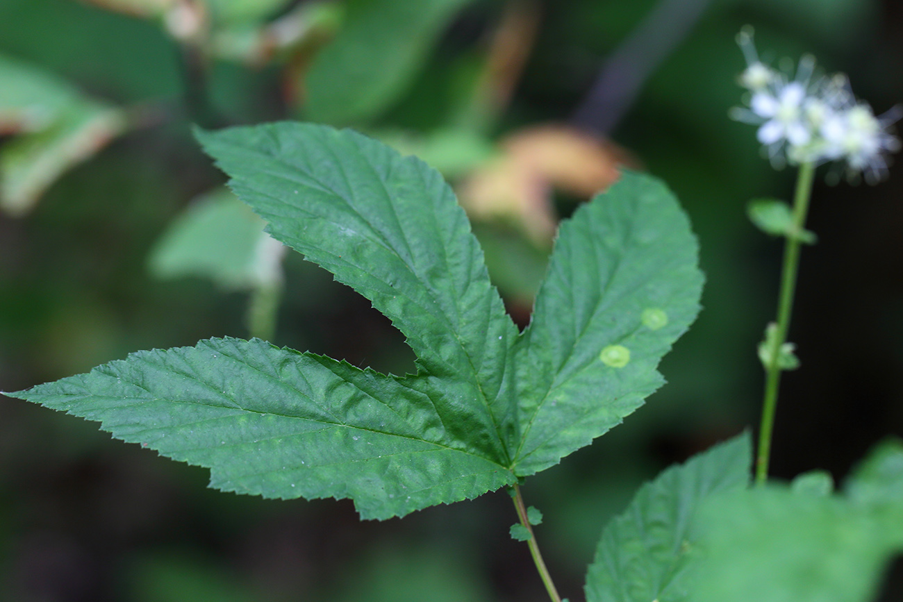 Изображение особи Filipendula ulmaria.