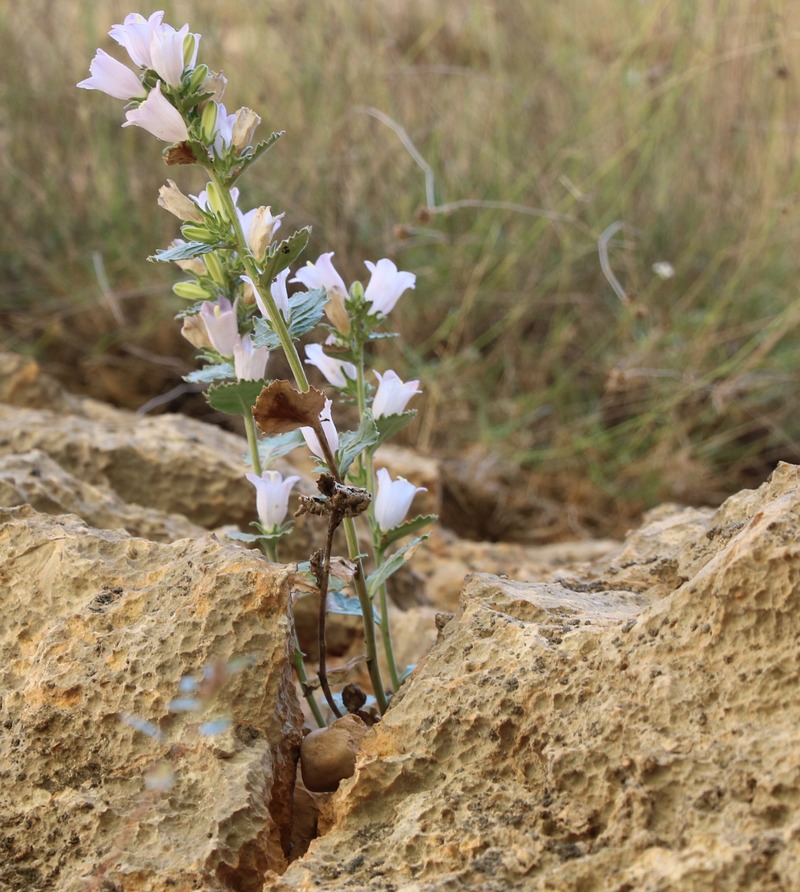 Изображение особи Campanula coriacea.