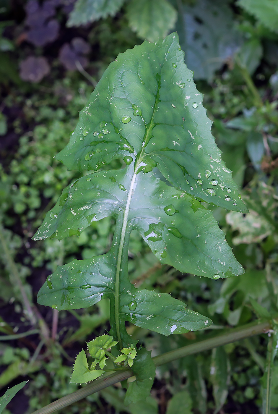 Image of Sonchus oleraceus specimen.