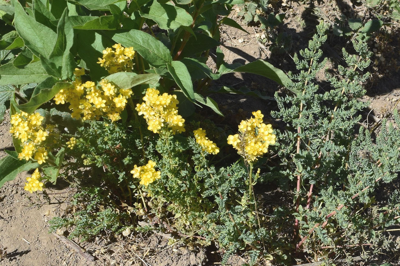 Image of Hypericum scabrum specimen.