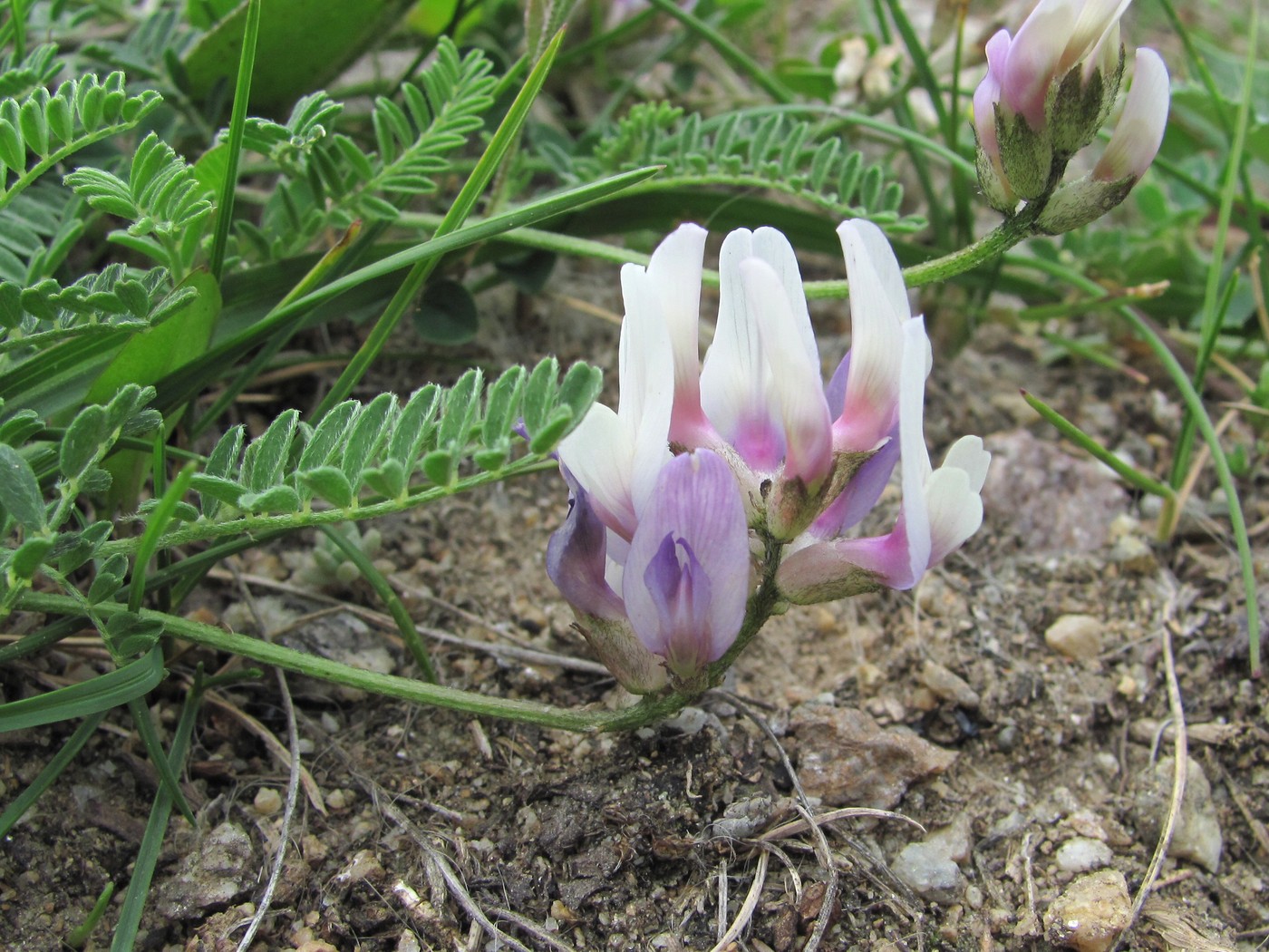 Image of Astragalus captiosus specimen.