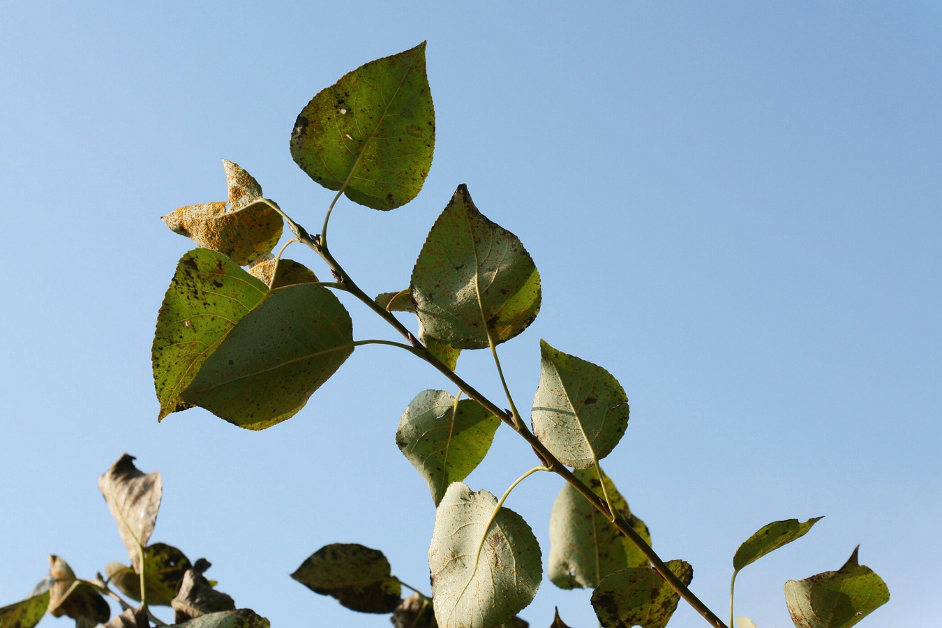 Image of genus Populus specimen.