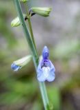 Salvia ringens. Часть побега с цветком и бутонами. Краснодарский край, м/о Новороссийск, окр. с. Сукко, окр. оз. Сукко, залесённый левый борт. 10.06.2019.