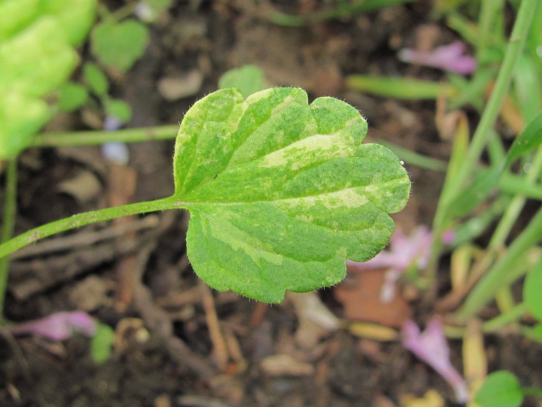 Image of Lamium purpureum specimen.