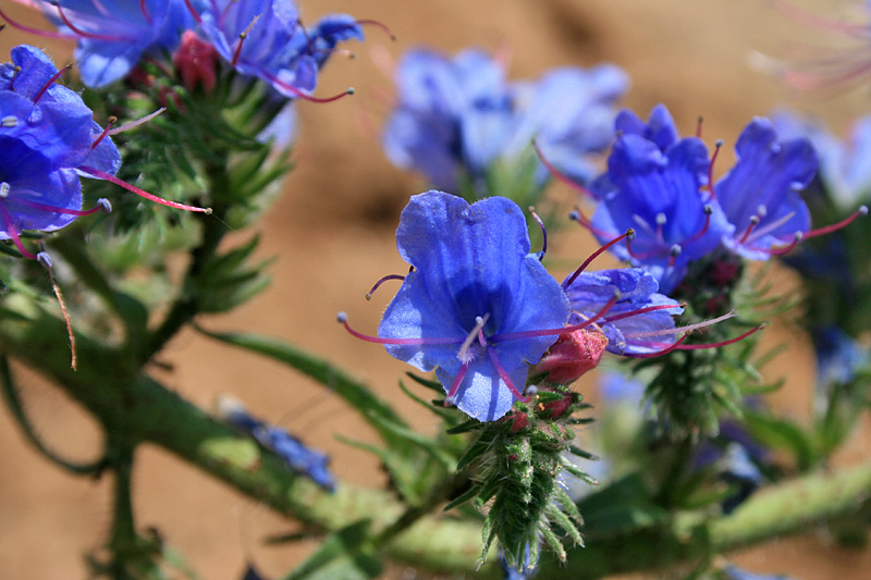 Изображение особи Echium vulgare.