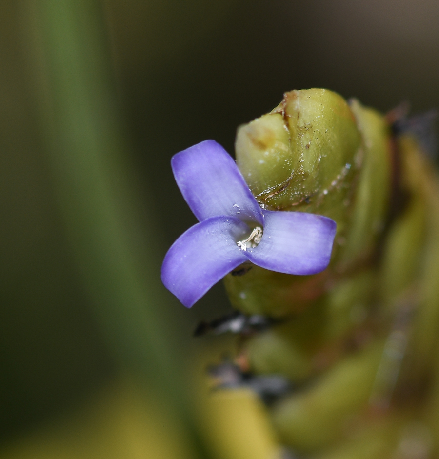 Изображение особи Tillandsia fendleri.