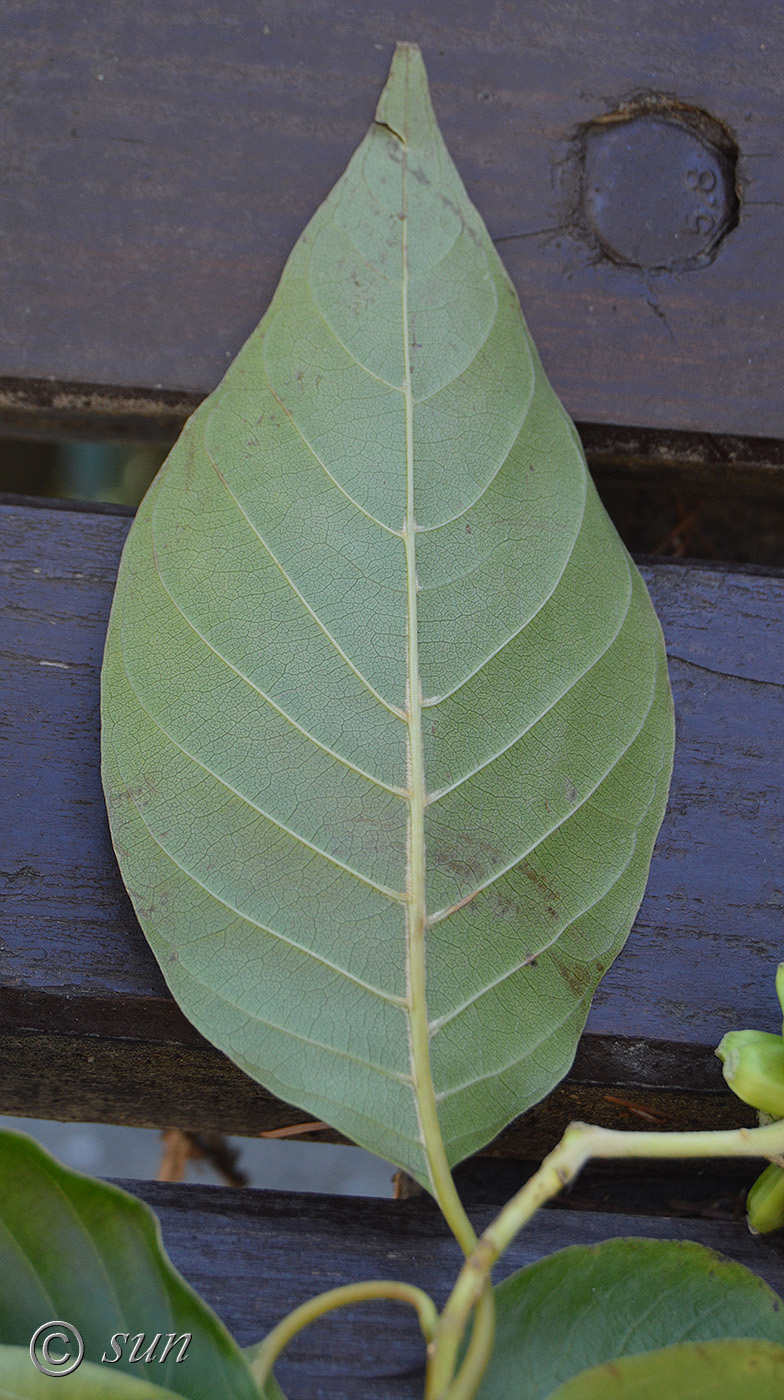 Image of Camptotheca acuminata specimen.