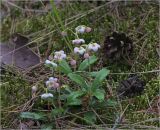 Chimaphila umbellata. Цветущее растение. Владимирская обл., Судогодский р-н, окр. дер. Митино. 03.07.2021.