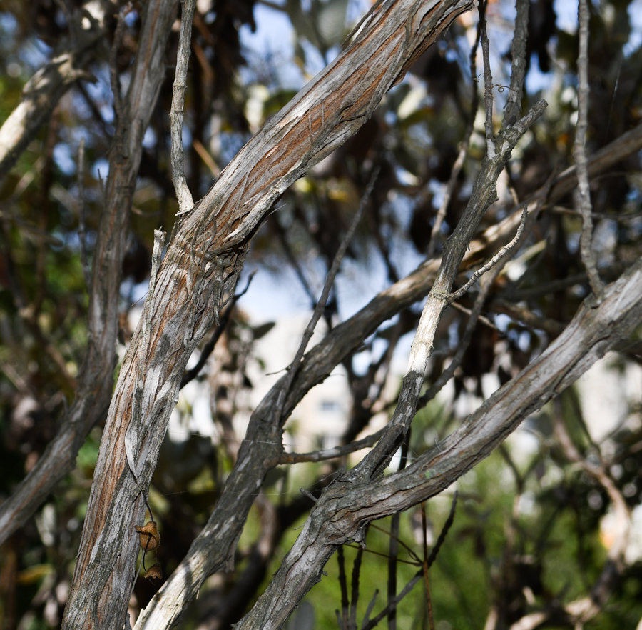 Image of Eriogonum giganteum specimen.