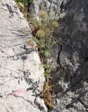 Pterocephalus plumosus. Плодоносящее растение. Крым, Ласпи, в расщелине скалы. 19.06.2019.