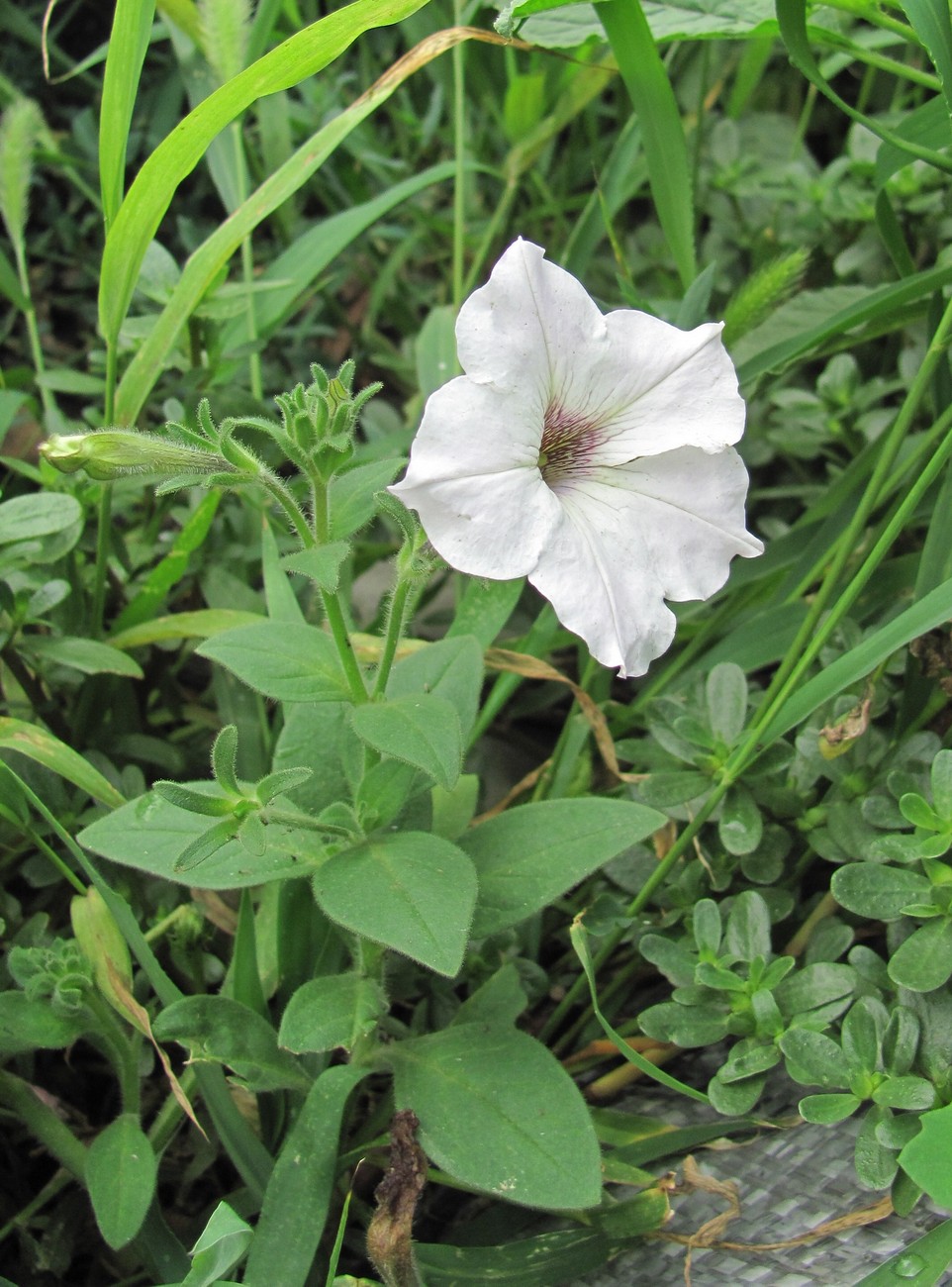 Изображение особи Petunia &times; hybrida.