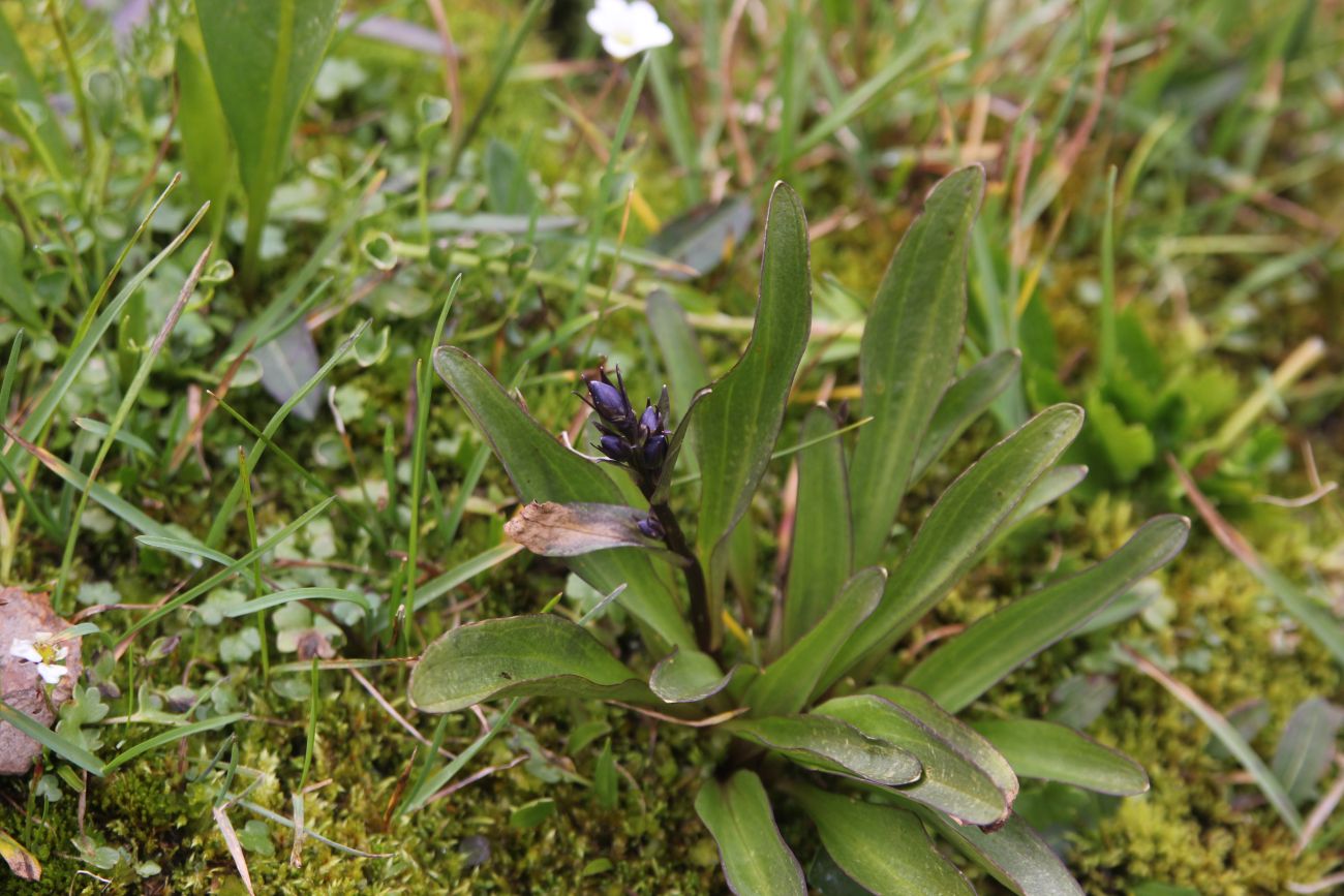 Image of Swertia obtusa specimen.