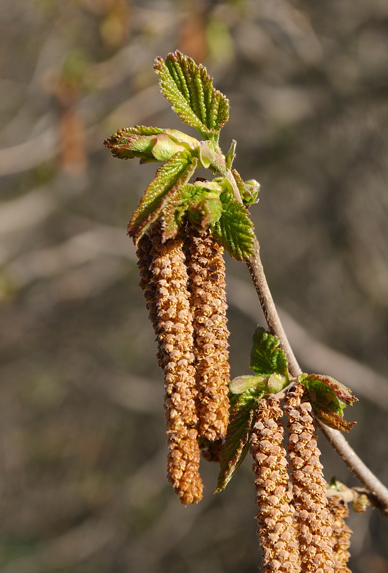 Изображение особи род Corylus.