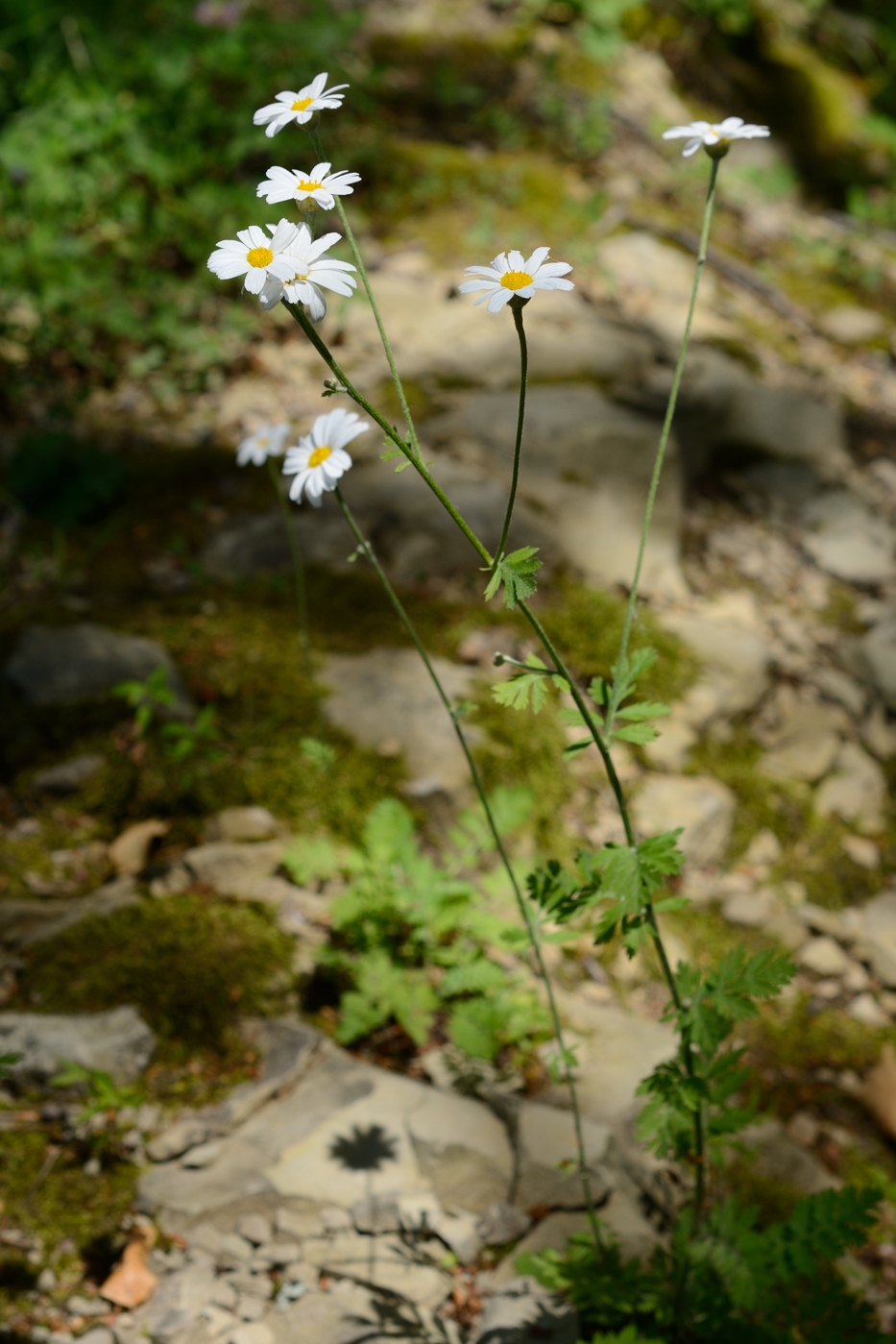 Изображение особи Pyrethrum poteriifolium.