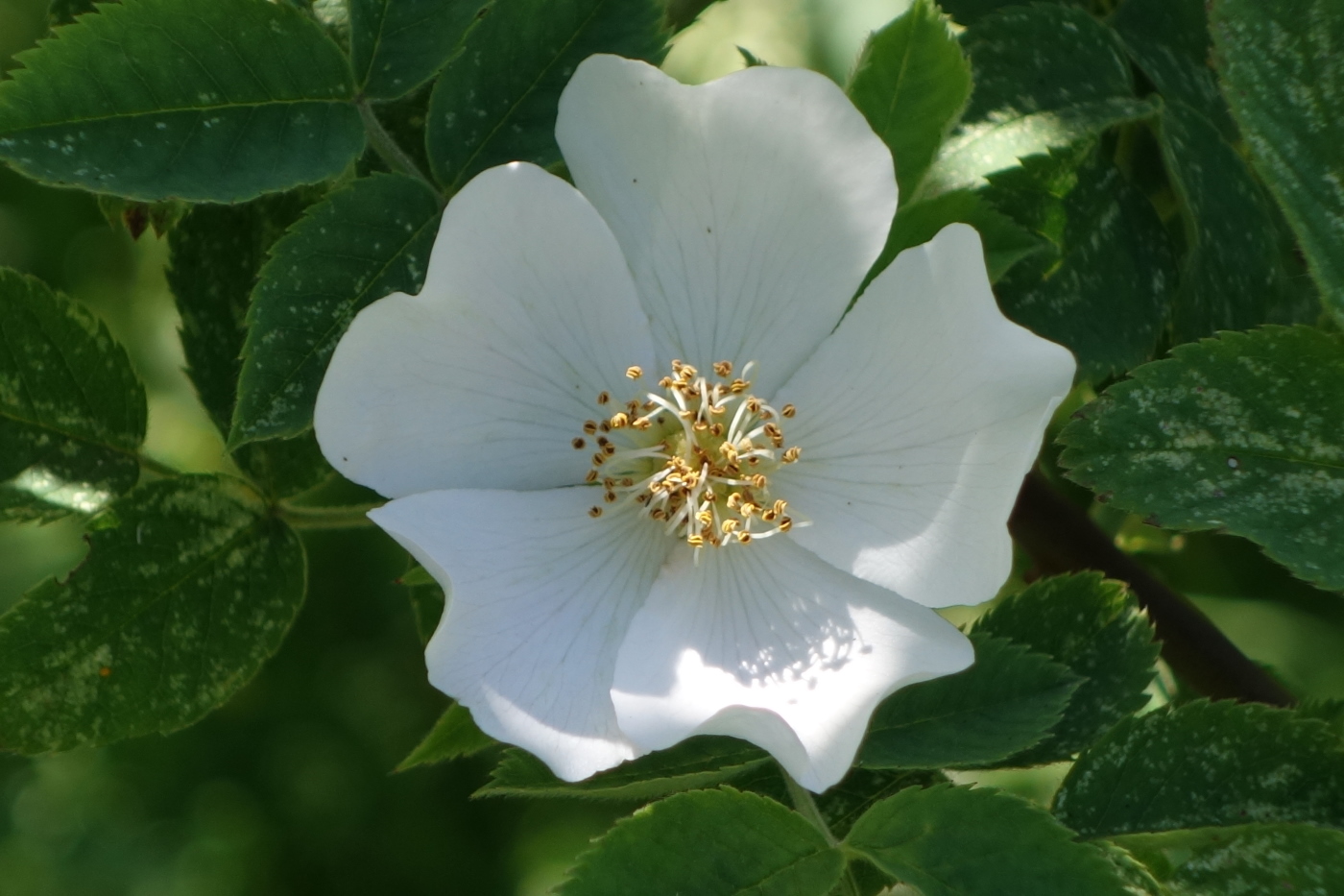 Image of Rosa agrestis specimen.