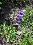 Campanula hohenackeri