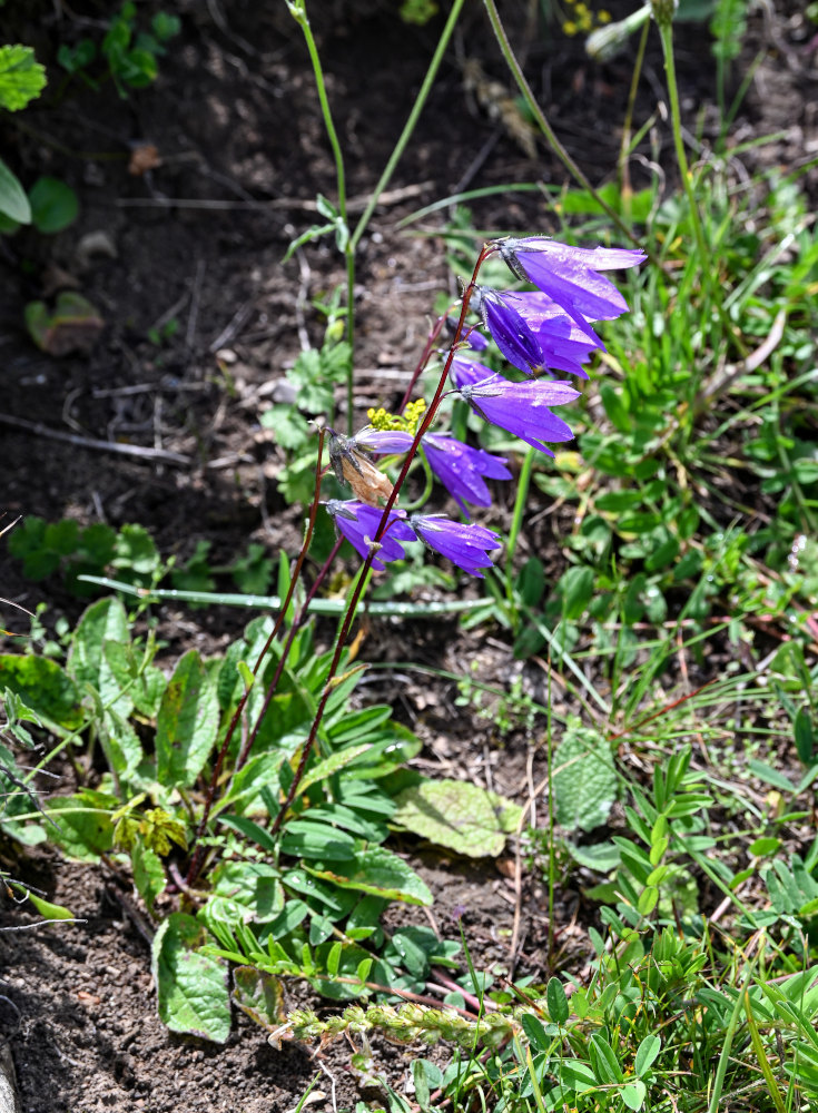 Image of Campanula hohenackeri specimen.