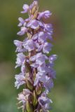 Смотреть изображение Gymnadenia conopsea