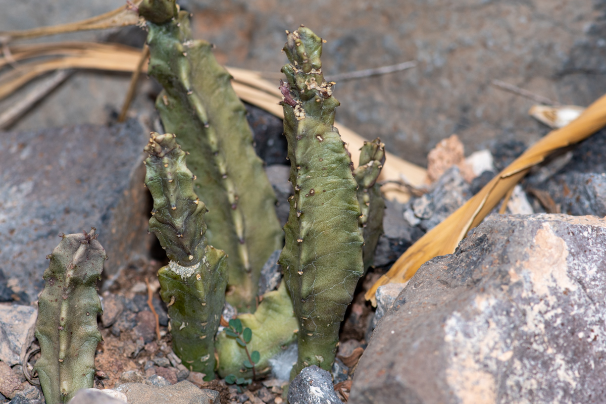 Изображение особи Apteranthes burchardii.