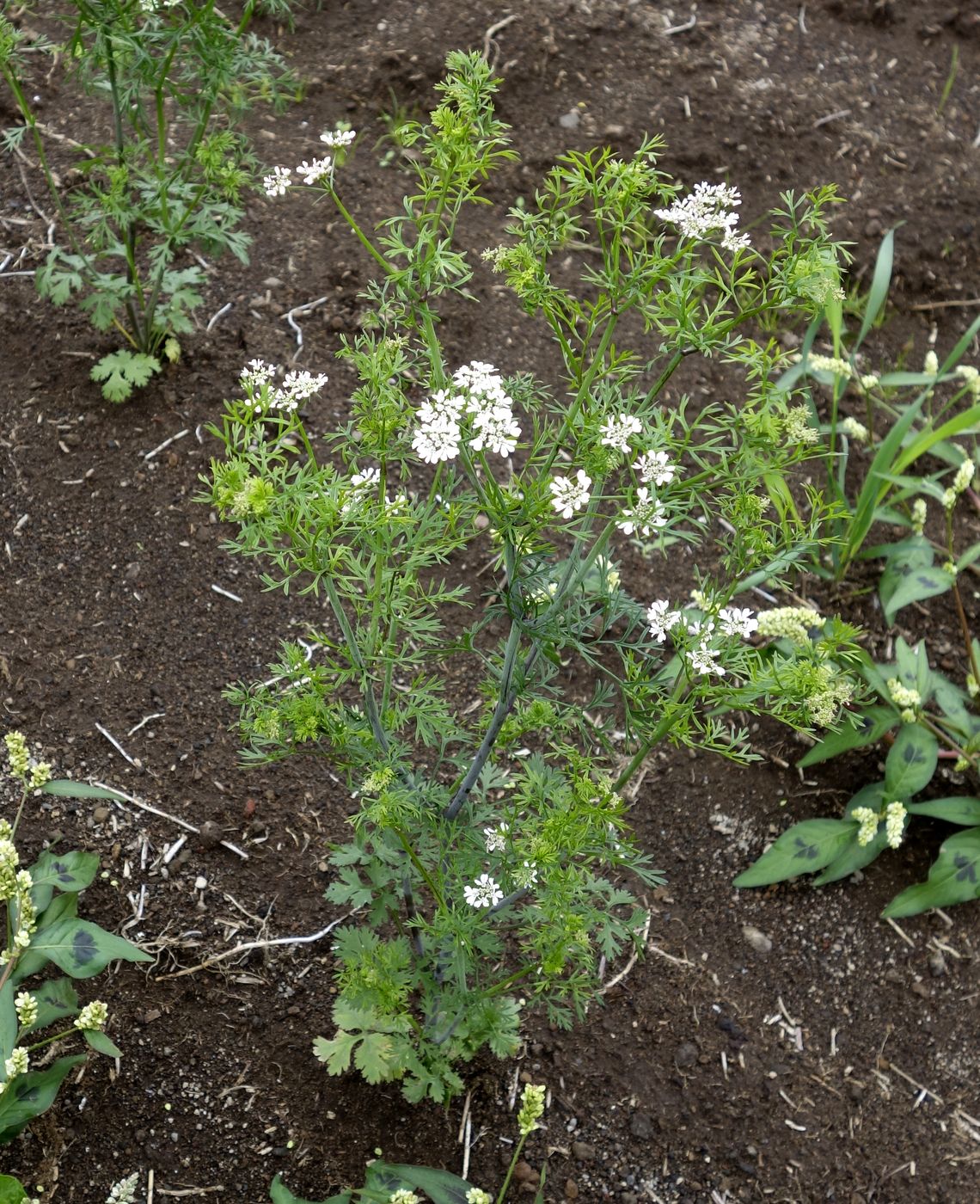 Image of Coriandrum sativum specimen.