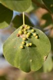 Populus pruinosa. Лист с галлами, кормящимися муравьями и притаившимся пауком. Казахстан, Алматинская обл., нац. парк \"Алтын-Эмель\", тугай между отрогами гор Улькен (Большой) и Киши (Малый) Калкан. 13 июня 2022 г.