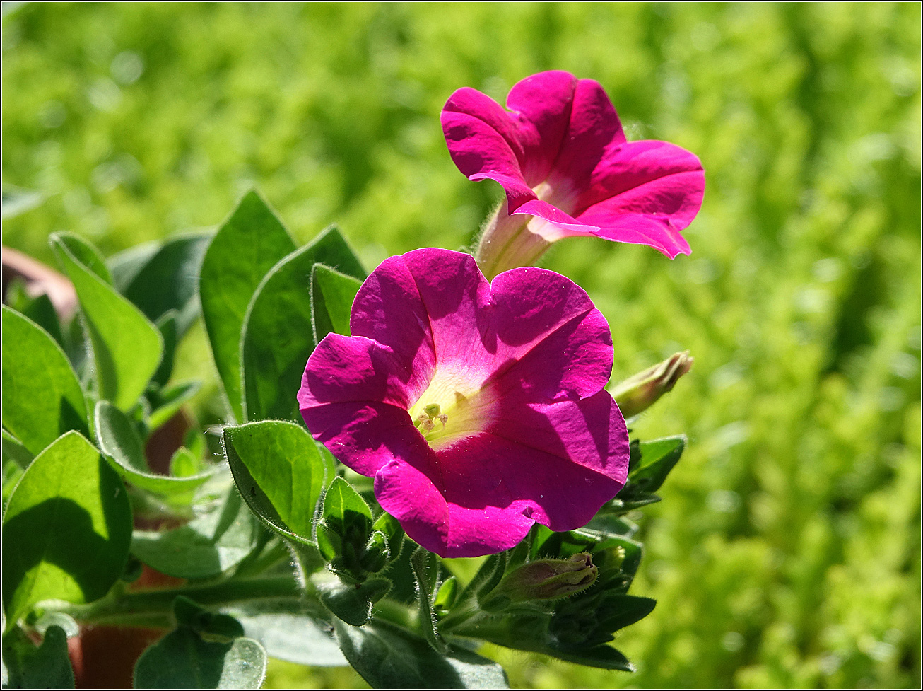 Image of Petunia &times; hybrida specimen.