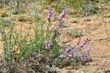 Astragalus skvortsovii