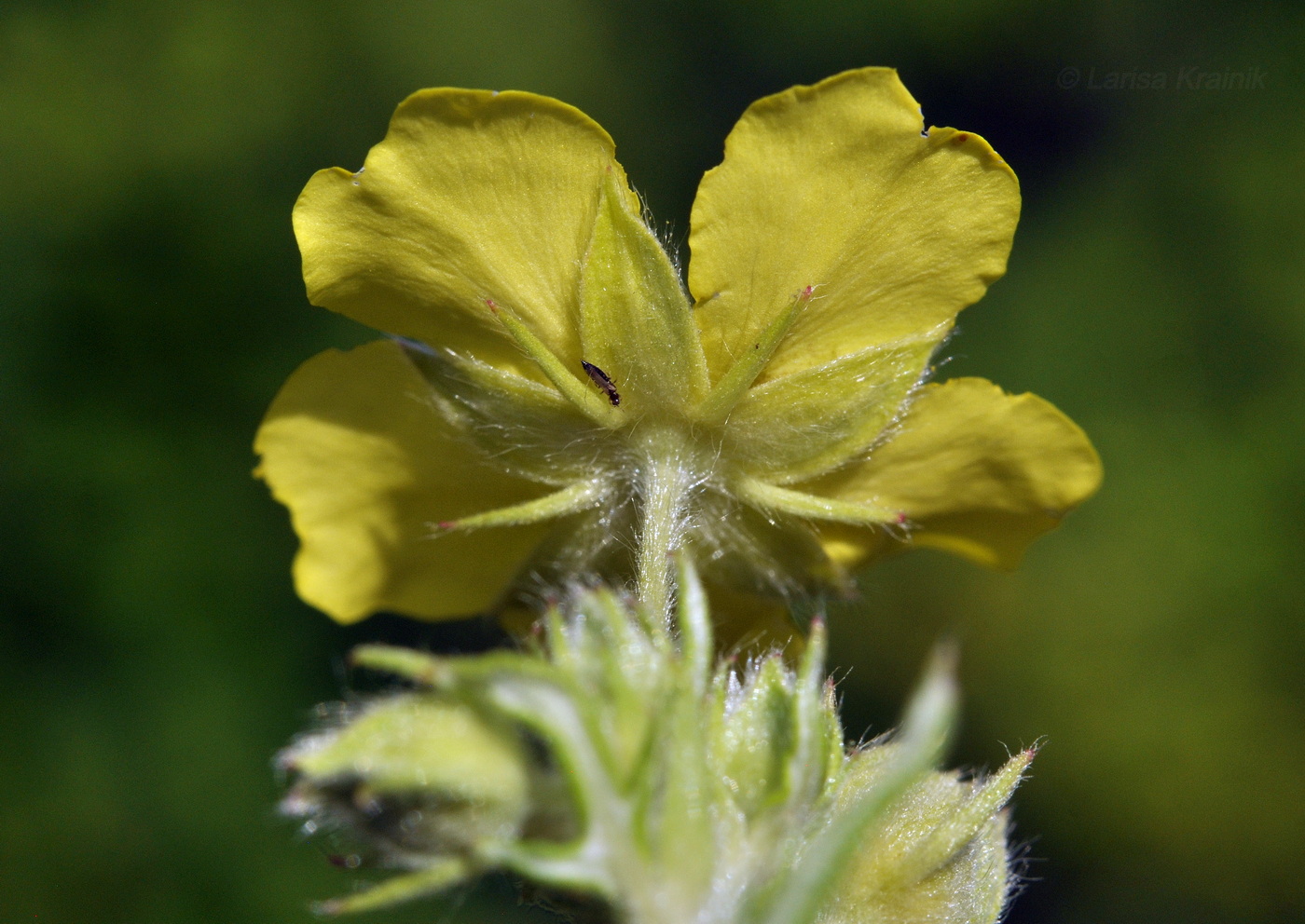 Изображение особи Potentilla chinensis.