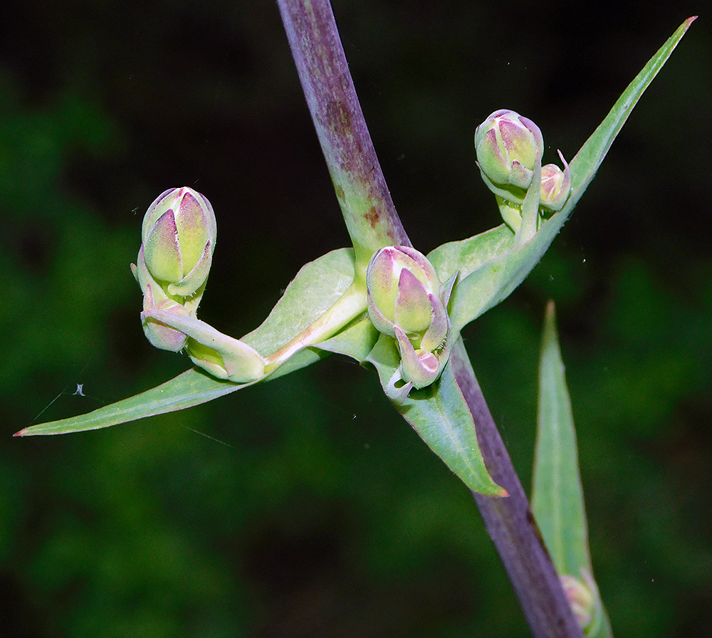 Изображение особи Lactuca tuberosa.