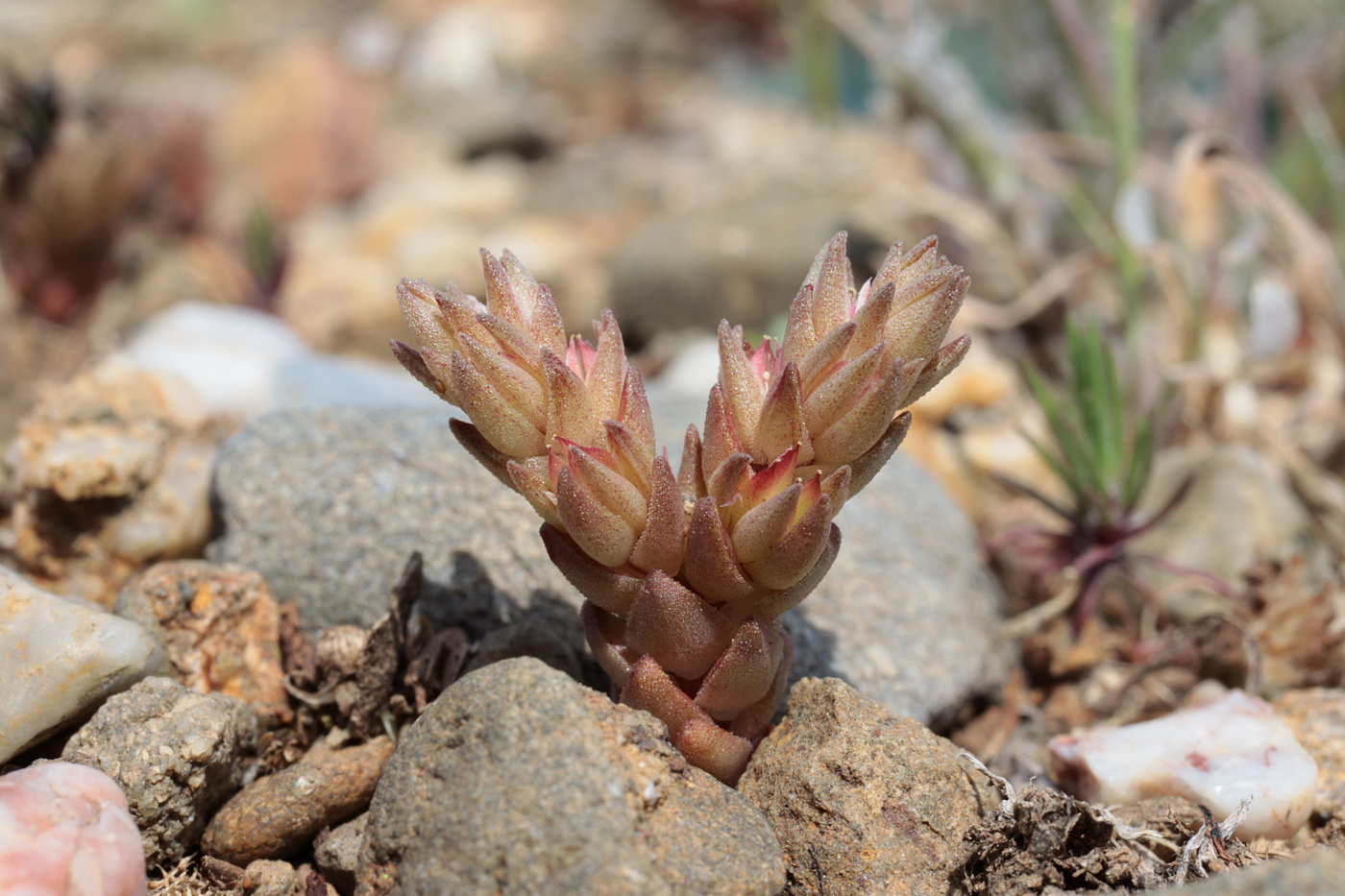 Изображение особи Macrosepalum aetnense.