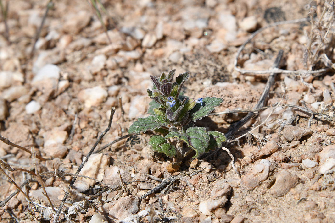 Image of Lallemantia royleana specimen.