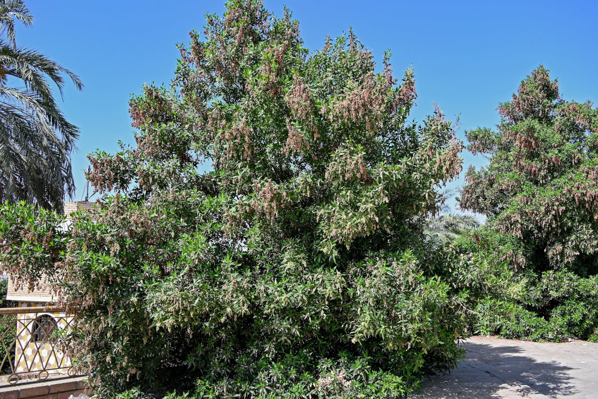 Изображение особи Conocarpus erectus.