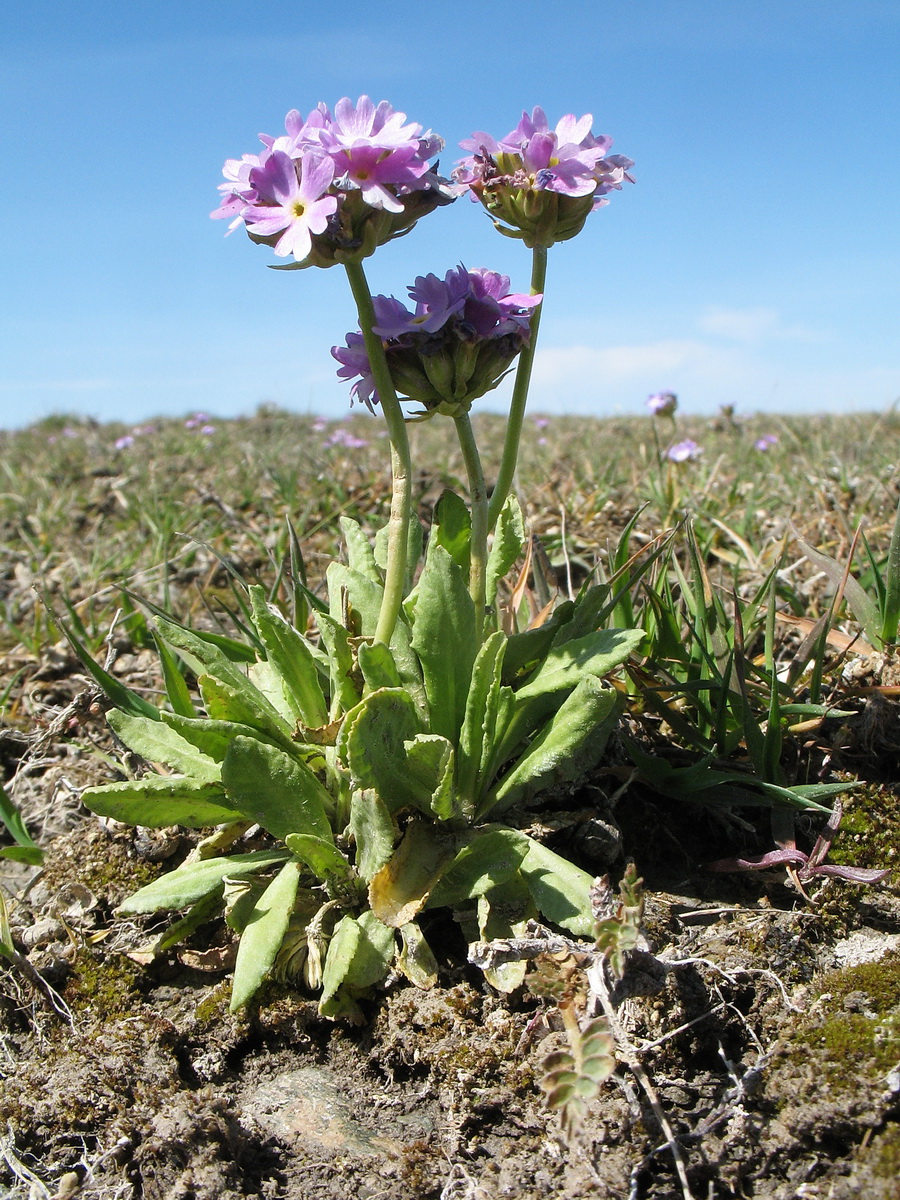 Image of Primula longiscapa specimen.