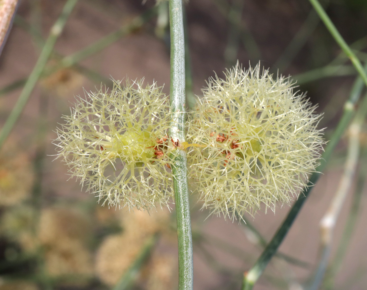 Изображение особи Calligonum caput-medusae.