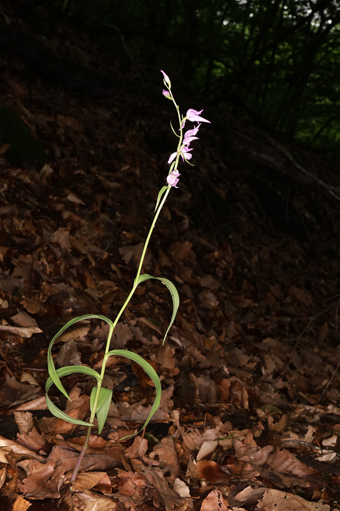 Изображение особи Cephalanthera rubra.