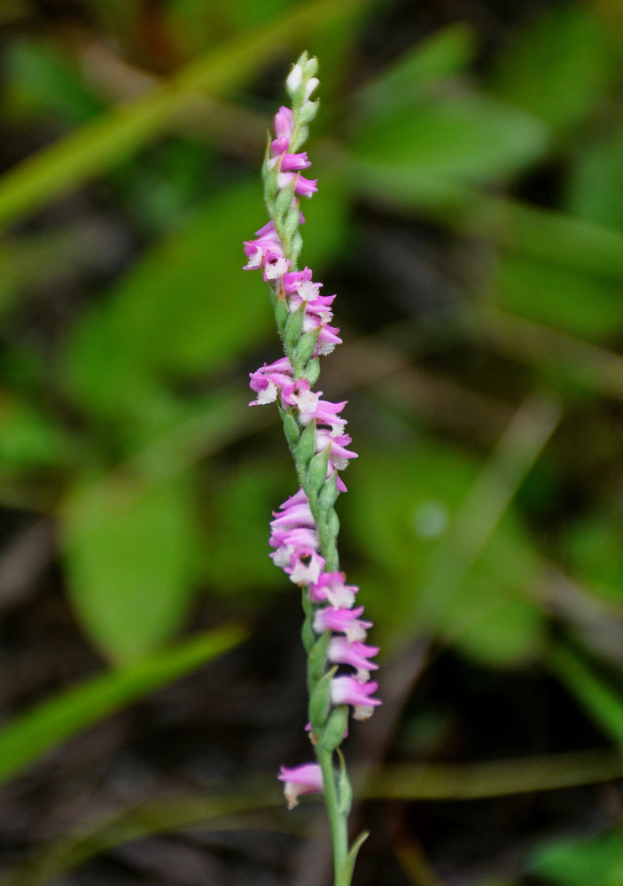 Изображение особи Spiranthes australis.