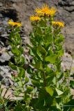 Inula grandiflora