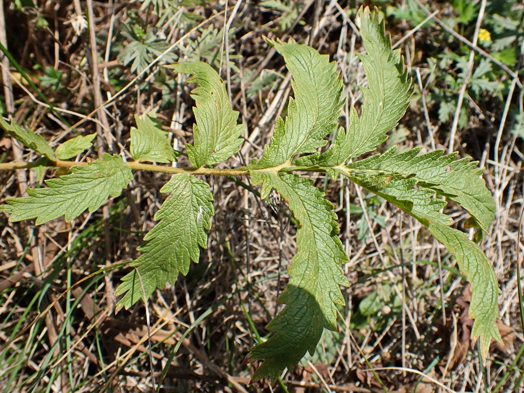 Image of Potentilla acervata specimen.