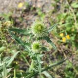 genus Cirsium. Верхушки побегов с развивающимися соцветиями. Чечня, Шаройский р-н, юго-восточный склон горы Чархунышкорт, выс. 2200 м н.у.м, на дороге. 7 августа 2023 г.